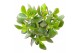 Crassula minova magic SuPure® WOODS 6gts 