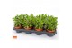 Crassula minova magic SuPure® WOODS 8gts 