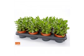 Crassula minova magic SuPure® WOODS 8gts