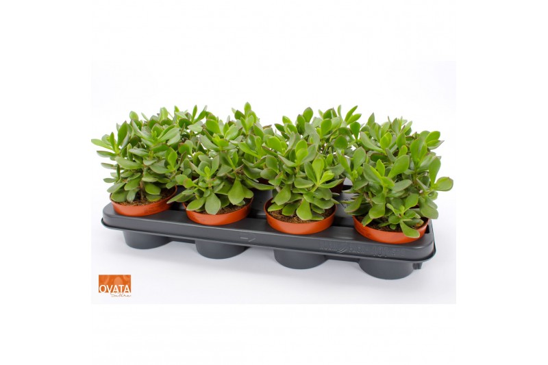 Crassula minova magic SuPure® WOODS 8gts 
