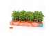 Crassula minova magic SuPure® WOODS 