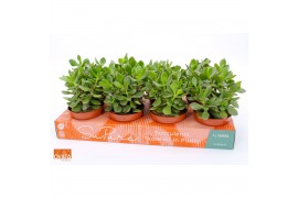 Crassula minova magic SuPure® WOODS