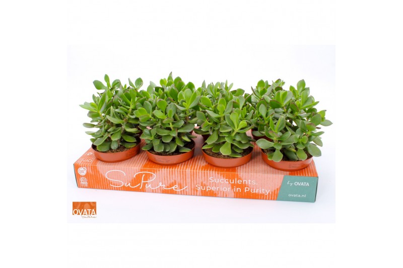 Crassula minova magic SuPure® WOODS 