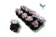 Cyclamen pers. metis victoria Premium wit / roze 10gts 