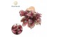 Begonia blad magic colours spitfire Begonia rex Spitfire 8,5cm 2 pp 