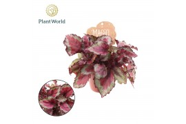 Begonia blad magic colours spitfire Begonia rex Spitfire 8,5cm 2 pp