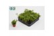 Rhipsalis heteroclada 