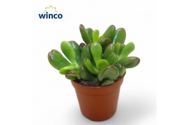 Crassula convoluta