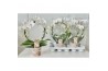 Phalaenopsis 2 tak wit spiegelboog