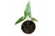Alocasia polly reticulata 