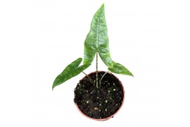 Alocasia polly reticulata