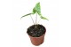 Alocasia polly reticulata 