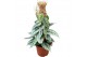 Scindapsus Silver Lady 
