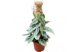 Scindapsus Silver Lady
