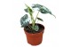 Alocasia micholitziana frydek 