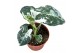 Alocasia micholitziana frydek 