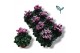 Cyclamen pers. metis fantasia paars 