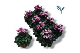 Cyclamen pers. metis fantasia paars