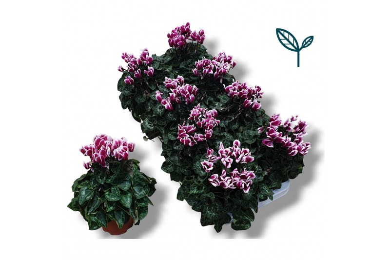 Cyclamen pers. metis fantasia paars 