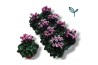 Cyclamen pers. metis fantasia paars