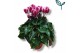 Cyclamen pers. metis fantasia paars 