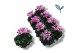 Cyclamen pers. metis fantasia roze 