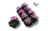 Cyclamen pers. metis fantasia roze