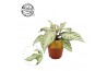 Aphelandra squarrosa white wash