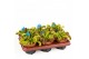 Dionaea muscipula 