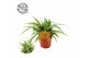 Chlorophytum comosum ocean 