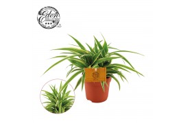 Chlorophytum comosum ocean