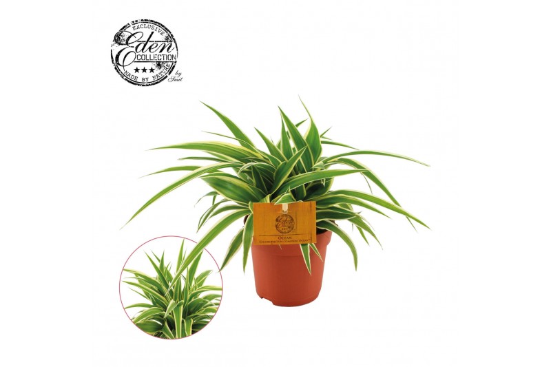 Chlorophytum comosum ocean 
