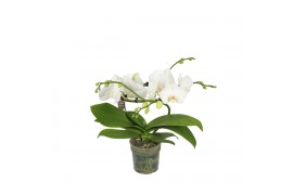 Phalaenopsis anthura madrid Infinity White - 2 tak, 16+ bloem