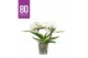 Phalaenopsis wit BO - Infinity White - 2 tak, 15+ bloem 