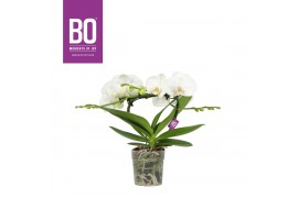 Phalaenopsis wit BO - Infinity White - 2 tak, 15+ bloem