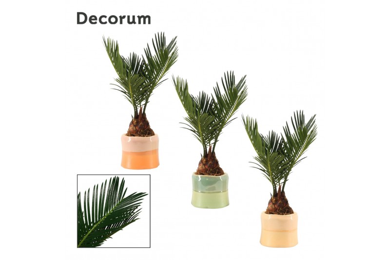 Cycas revoluta in Evita (Craft world-collection) Cycas revoluta in Evita (Craft world-collection)