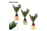 Cycas revoluta in Evita (Craft world-collection)