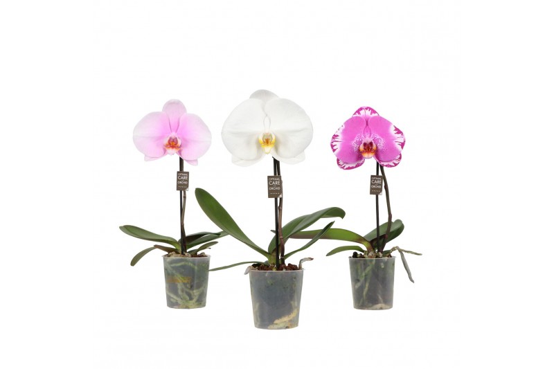Phalaenopsis mix One P9 Mix 1 spike 1 bl. 1 tak/plnt 350 gram Phalaenopsis mix One P9 Mix 1 spike 1 bl. 1 tak/plnt 350 gram