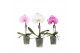 Phalaenopsis mix One P9 Mix 1 spike 1 bl. 1 tak/plnt 350 gram 