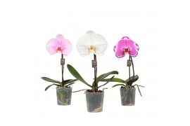 Phalaenopsis mix One P9 Mix 1 spike 1 bl. 1 tak/plnt 350 gram