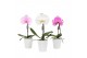 Phalaenopsis mix One P9 Mix 1 spike in Donna 1 bl. 1 tak/plnt 350 gram 