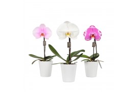 Phalaenopsis mix One P9 Mix 1 spike in Donna 1 bl. 1 tak/plnt 350 gram