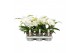 Phalaenopsis wit Shorty P12 A2 White 9 bl. 1 tak/plnt 