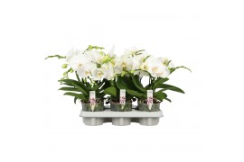 Phalaenopsis wit Shorty P12 A2 White 9 bl. 1 tak/plnt