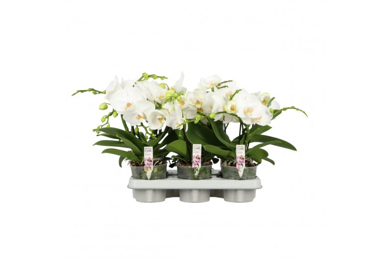 Phalaenopsis wit Shorty P12 A2 White 9 bl. 1 tak/plnt Phalaenopsis wit Shorty P12 A2 White 9 bl. 1 tak/plnt