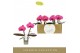 Phalaenopsis paars Singolo & Co - Hida - 2 bloem 