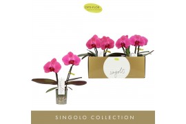 Phalaenopsis paars Singolo & Co - Hida - 2 bloem