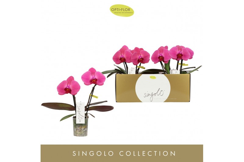 Phalaenopsis paars Singolo & Co - Hida - 2 bloem 