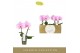 Phalaenopsis roze Singolo & Co - Mino - 2 bloem 
