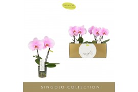 Phalaenopsis roze Singolo & Co - Mino - 2 bloem